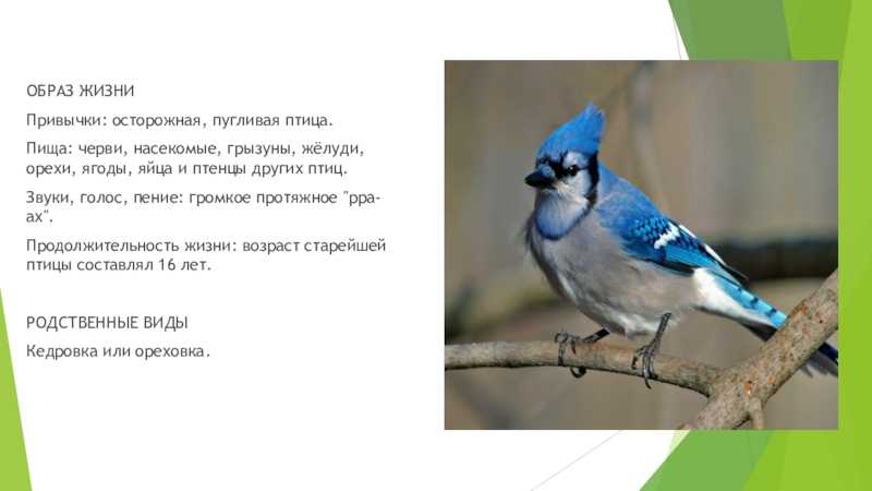 Сойка — друг садоводу или не очень?