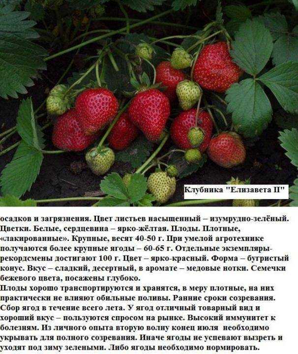 Лучшие сорта клубники на 2023 год: топ-32 самых урожайных и вкусных
