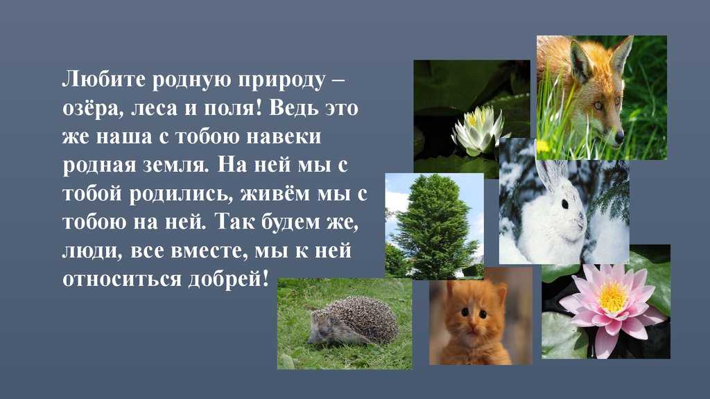 Мы, люди, не одни в этом мире Вместе с нами живут, радуются, приспосабливаются, выводят потомство животные Животные появились свыше 600 миллионов лет назад В