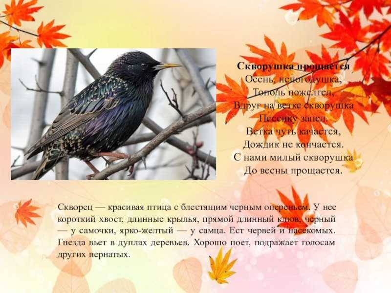Чем можно кормить скворца в домашних условиях