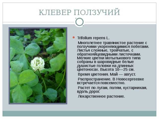 Клевер луговой: описание растения, свойства и применение. чем полезен клевер луговой (красный)