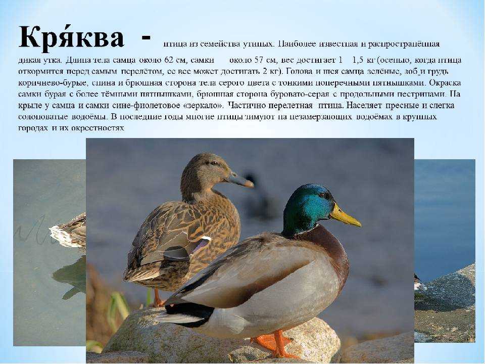 Сообщение об утке-мандаринке для детей 4 класса