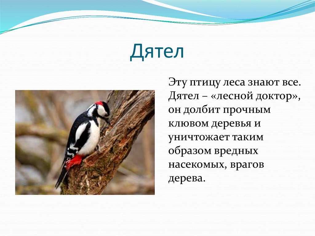 ᐉ сообщение о дятле для 2 класса - zooshop-76.ru