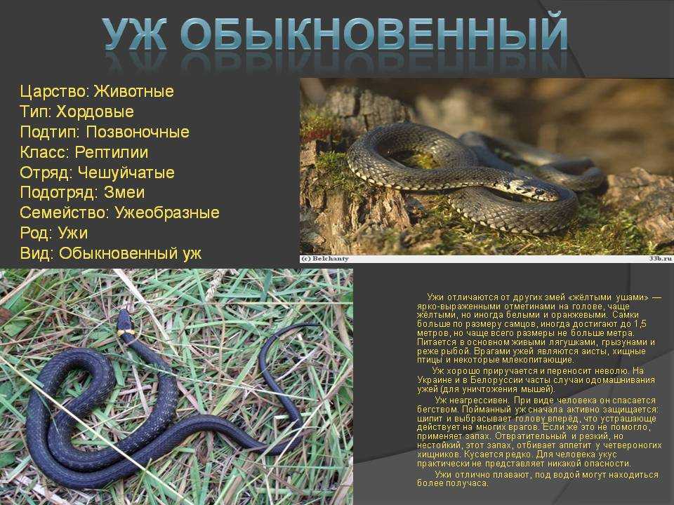 10 историй людей, укушенных ядовитыми змеями
