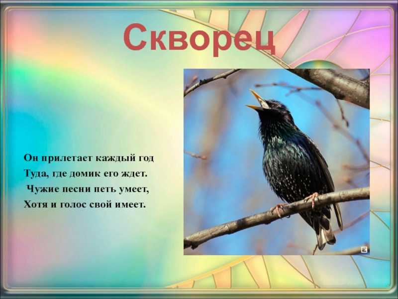 Птица скворец. образ жизни и среда обитания скворца