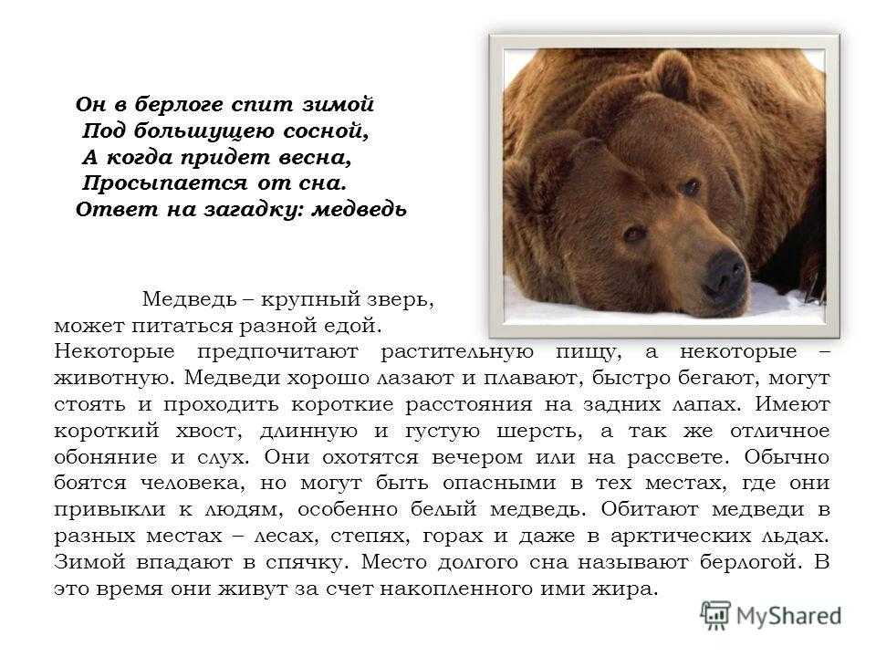 Русские сказки про медведя