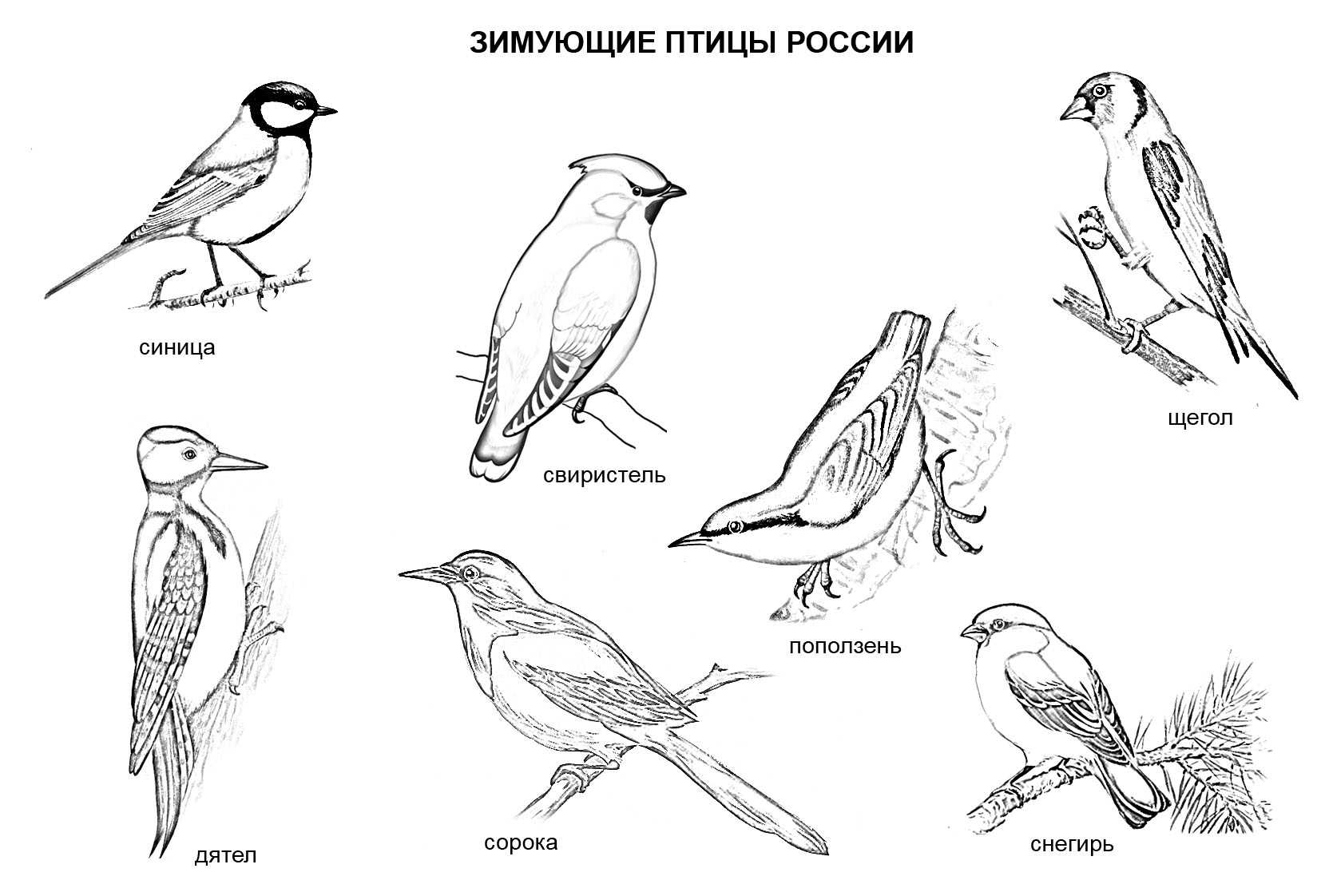 Голубь домашняя птица или дикая. чем питаются голуби. голуби могут быть разных расцветок