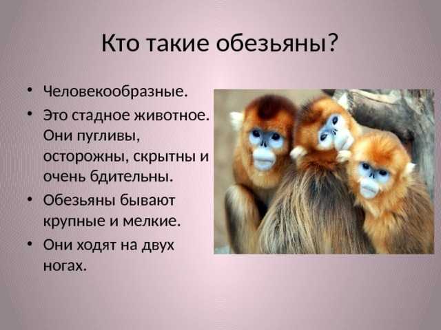 Самые большие обезьяны в мире: топ-10 наиболее крупных пород