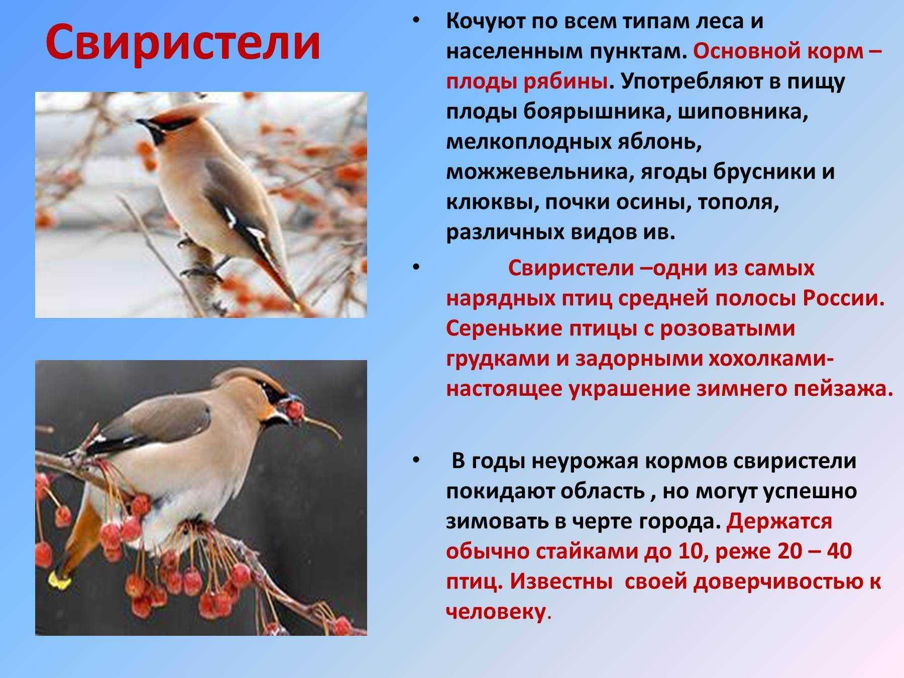 Песня о соколе