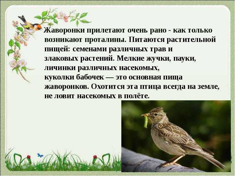 Слушать рассказ Скребицкого Жаворонок - одно удовольствие Все, что связано с молодой весной, с прилетающими птицами, с весенними песнями, в чем-то обыденно,