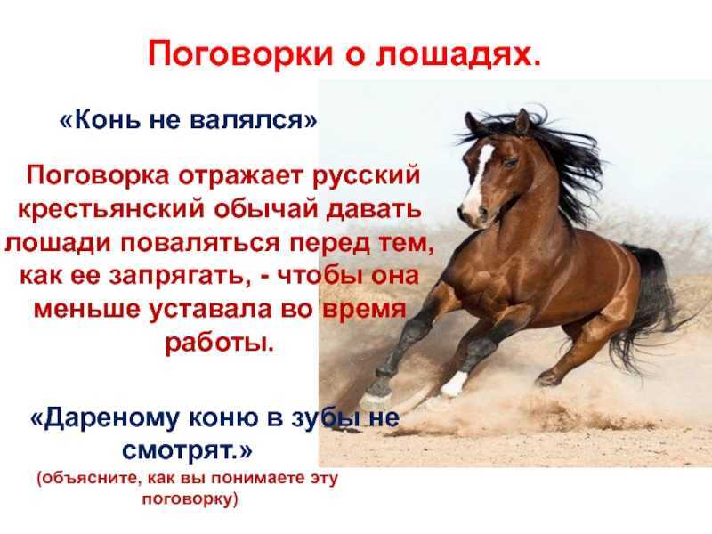Пословицы и поговорки о лошадях. пословицы и поговорки о лошадях и волки сыты и овцы целы значение