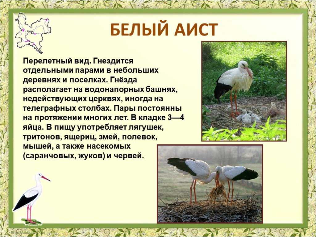 К аистам с давних времен люди относятся тепло и уважительно С этими грациозными длинноногими птицами связано много легенд и поверий Самое распространенное