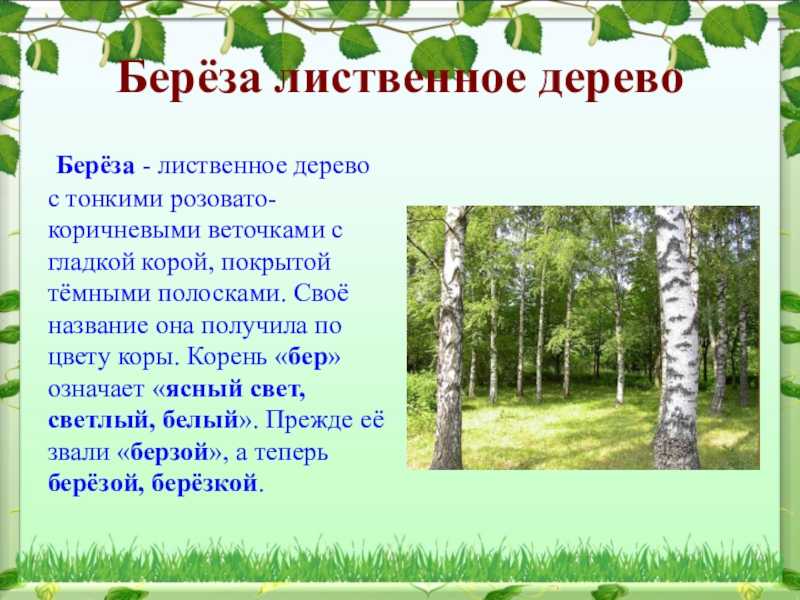 Берёза — символ россии — ботаничка