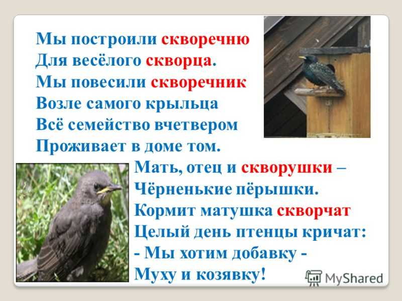 Скворцы — куприн а. и