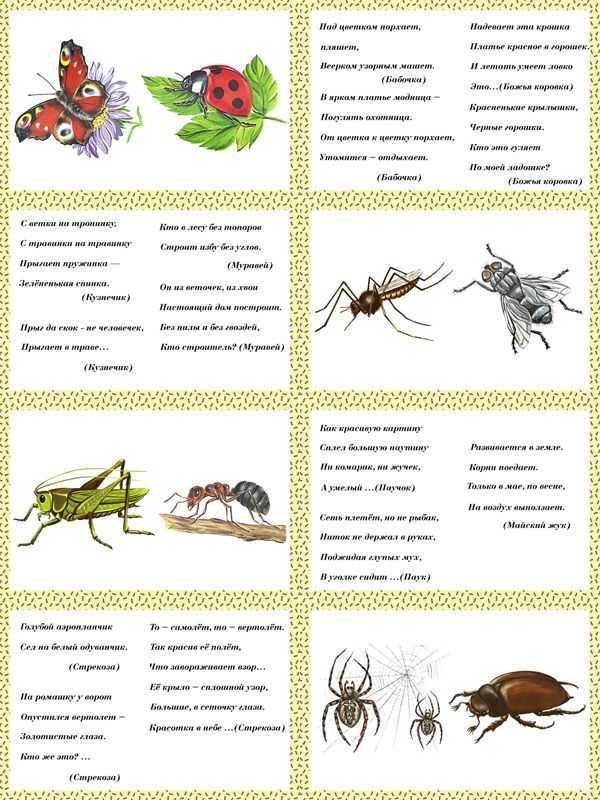Пословицы и поговорки про насекомых