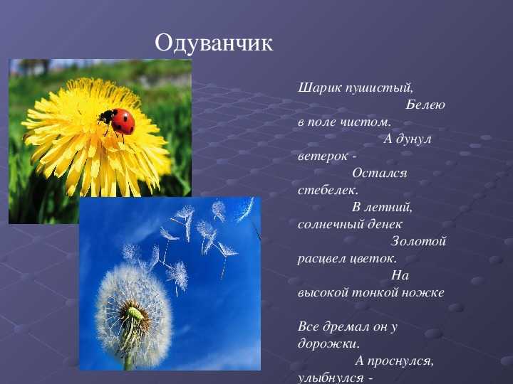 Стихи про цветы для детей современных поэтов и русских классиков