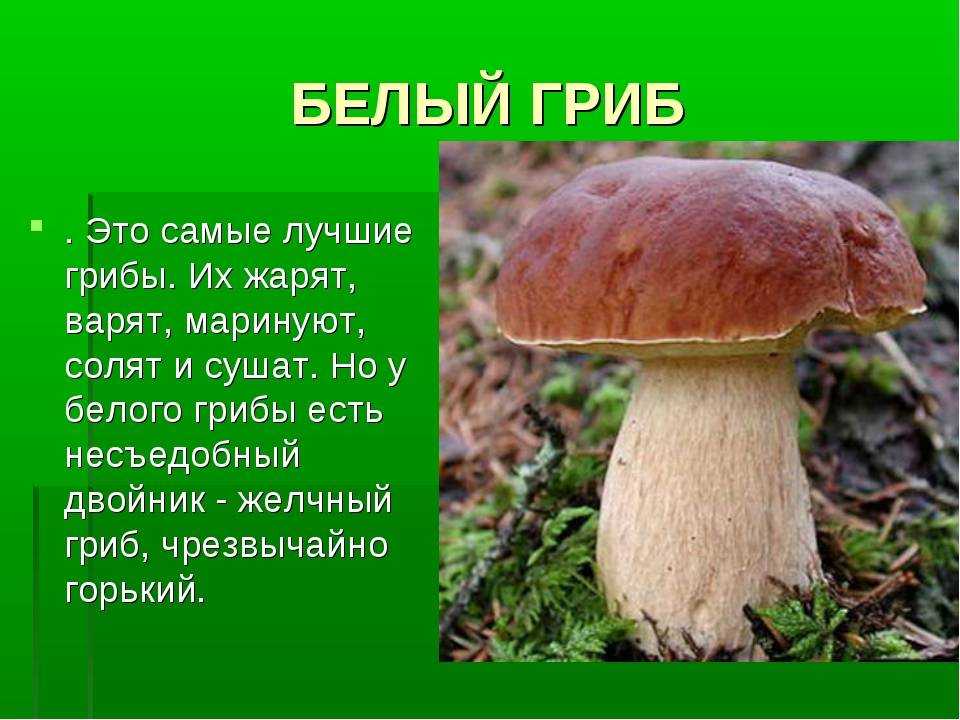 Детям о грибах: грибы в сказках, рассказах, видео, картинках и заданиях для детей