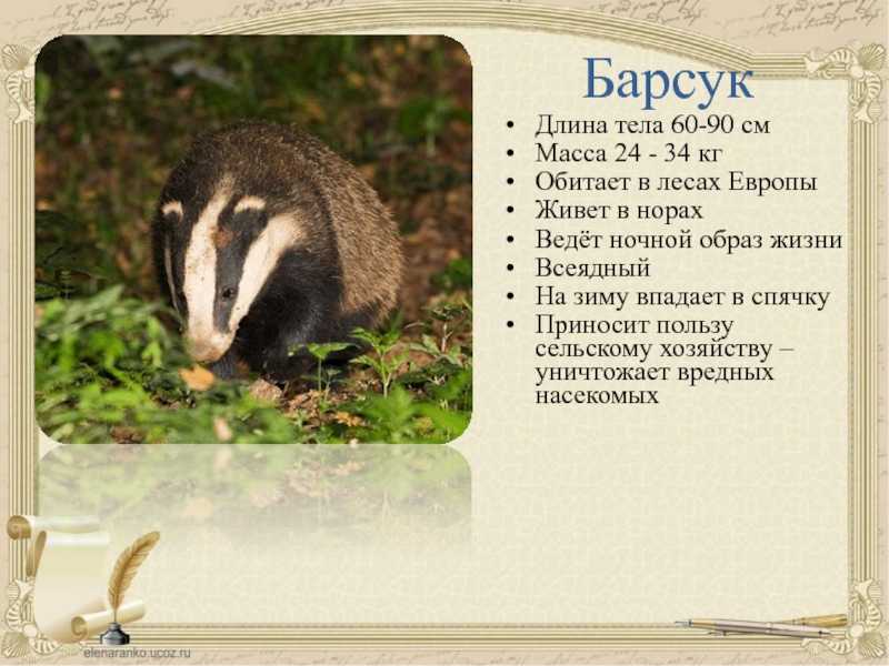 Как и когда охотиться на барсука