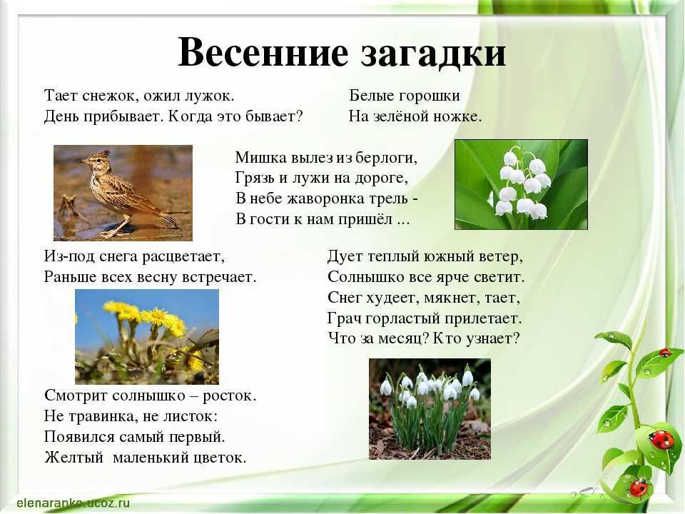 Загадки про цветы для детей с ответами - праздник сам