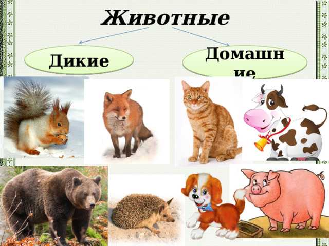 Рассказ про барсука 3 класс
