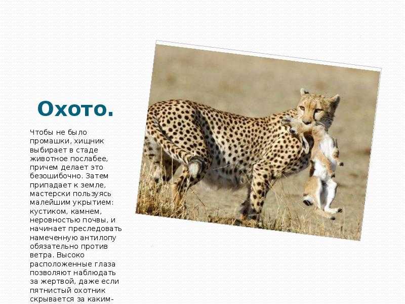 Гепард — описание и характеристики животного, среда обитания, охранный статус и фото в природе