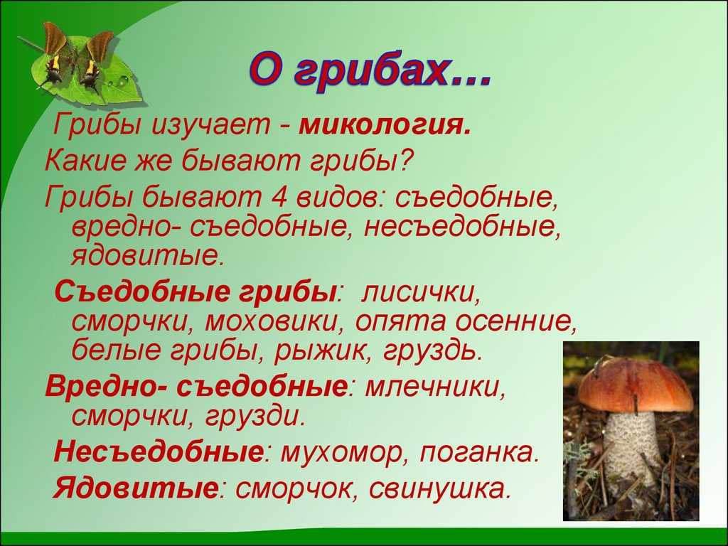 Грибы опята - подробное описание от внешнего вида до рецептов