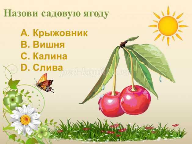 Арбуз