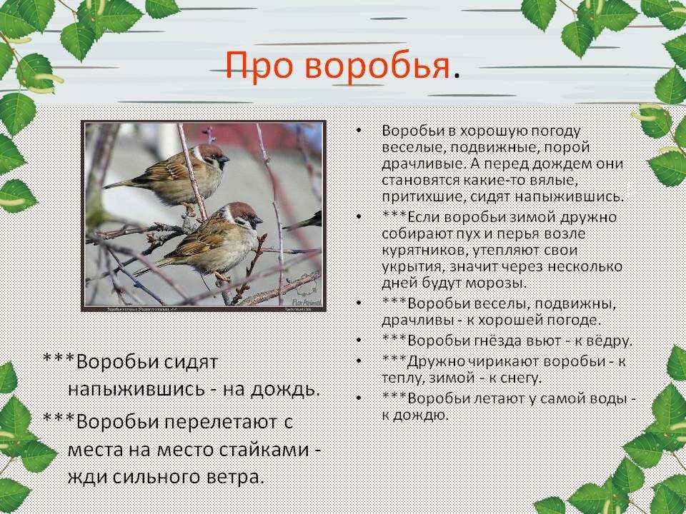 В осень и у воробья пиво.