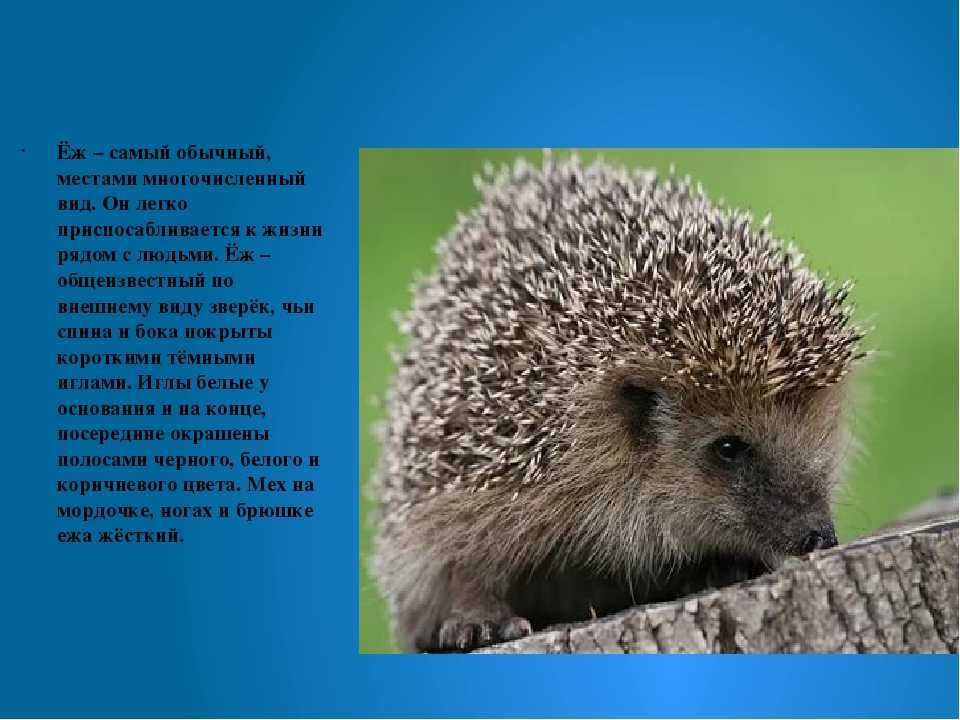 Рассказ о еже, ёжике как сочинить и оформить, 2 кл., образец, где найти?