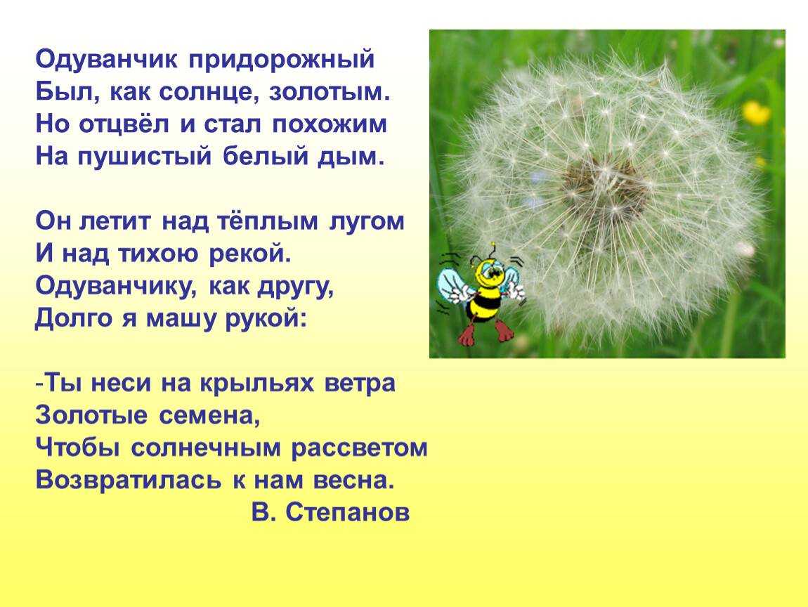 Стихи про одуванчики - короткие и красивые стихотворения про одуванчики для детей
