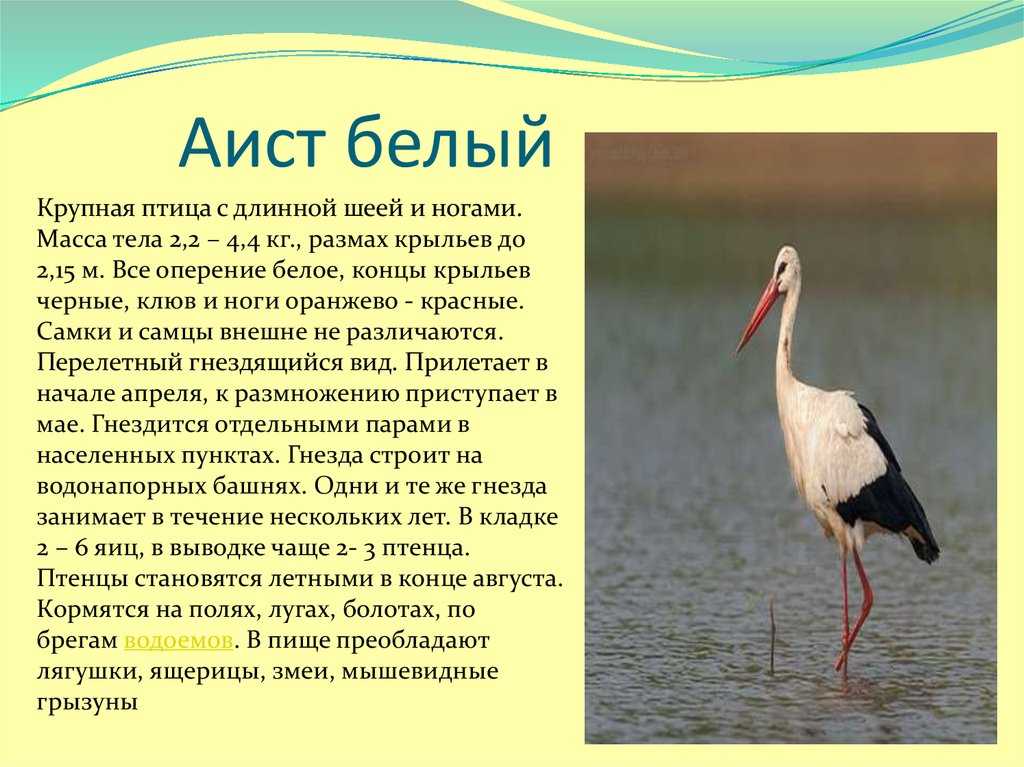 Детско — родительский проект «белый аист – птица счастья!» проект по окружающему миру (старшая группа)