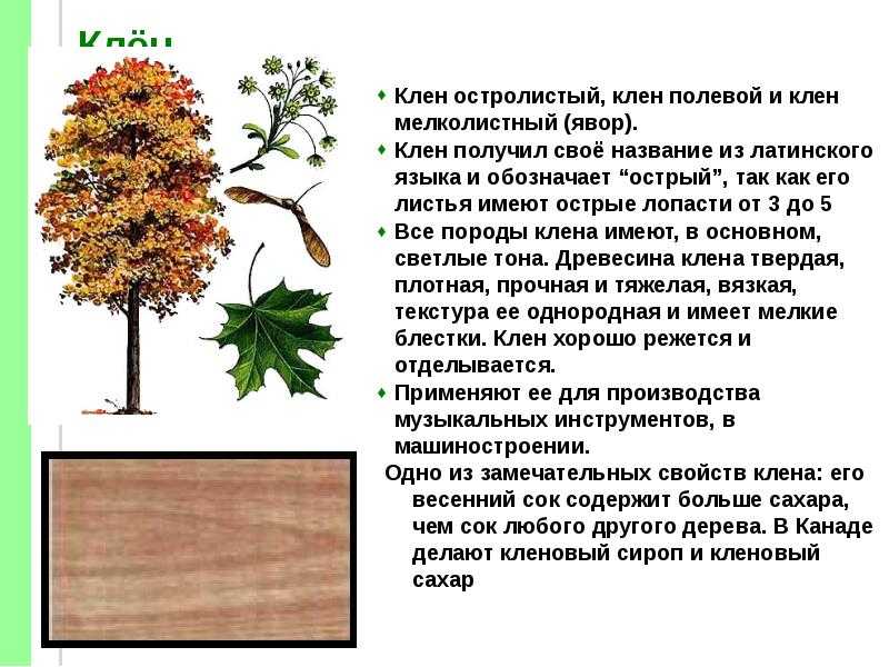 Доклад на тему клен 2, 3, 4 класс сообщение