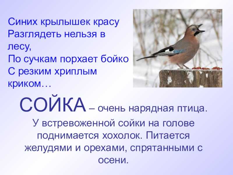 Сойка (фото) – птичка, поражающая своим репертуаром