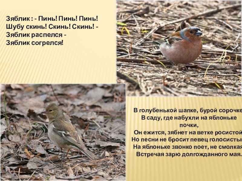 Интересные факты и данные про зяблика