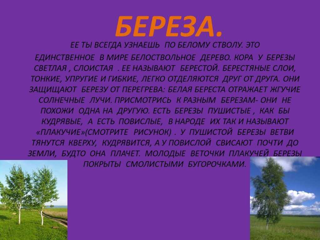 Сочинение про березу описание (2, 3, 4, 5, 6 класс)