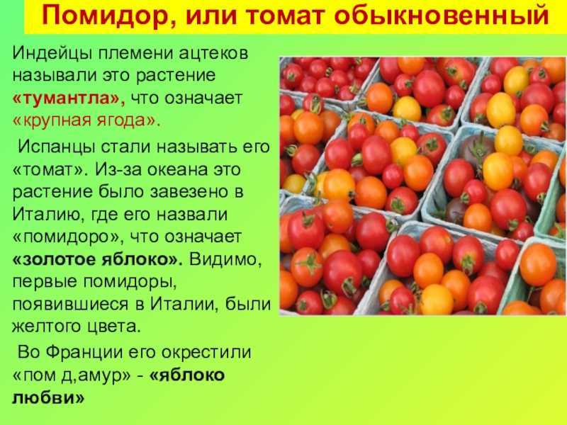 История появления помидоров в россии для детей