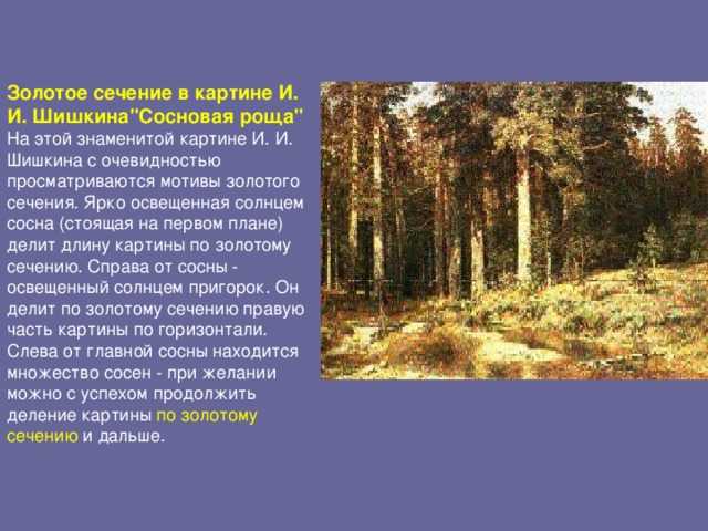 Как рисуется сосна. как нарисовать ствол сосны карандашом поэтапно