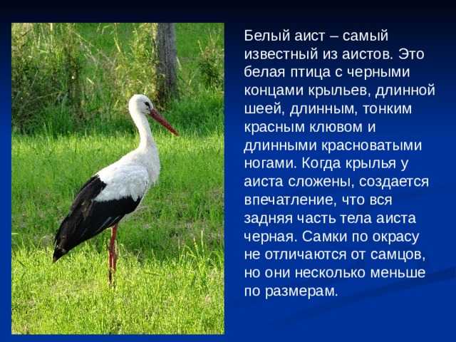 И аист, младенцев несущий | волшебный фонарик