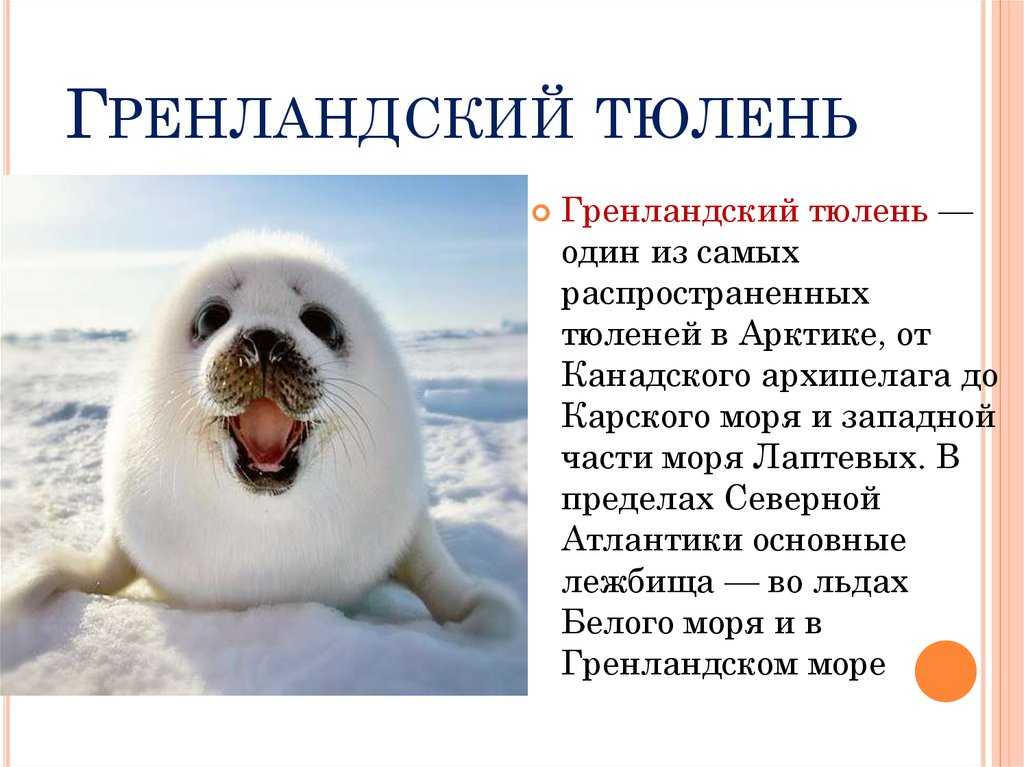 Серый тюлень (фото): как выглядит, где обитает, чем питается и интересные факты
